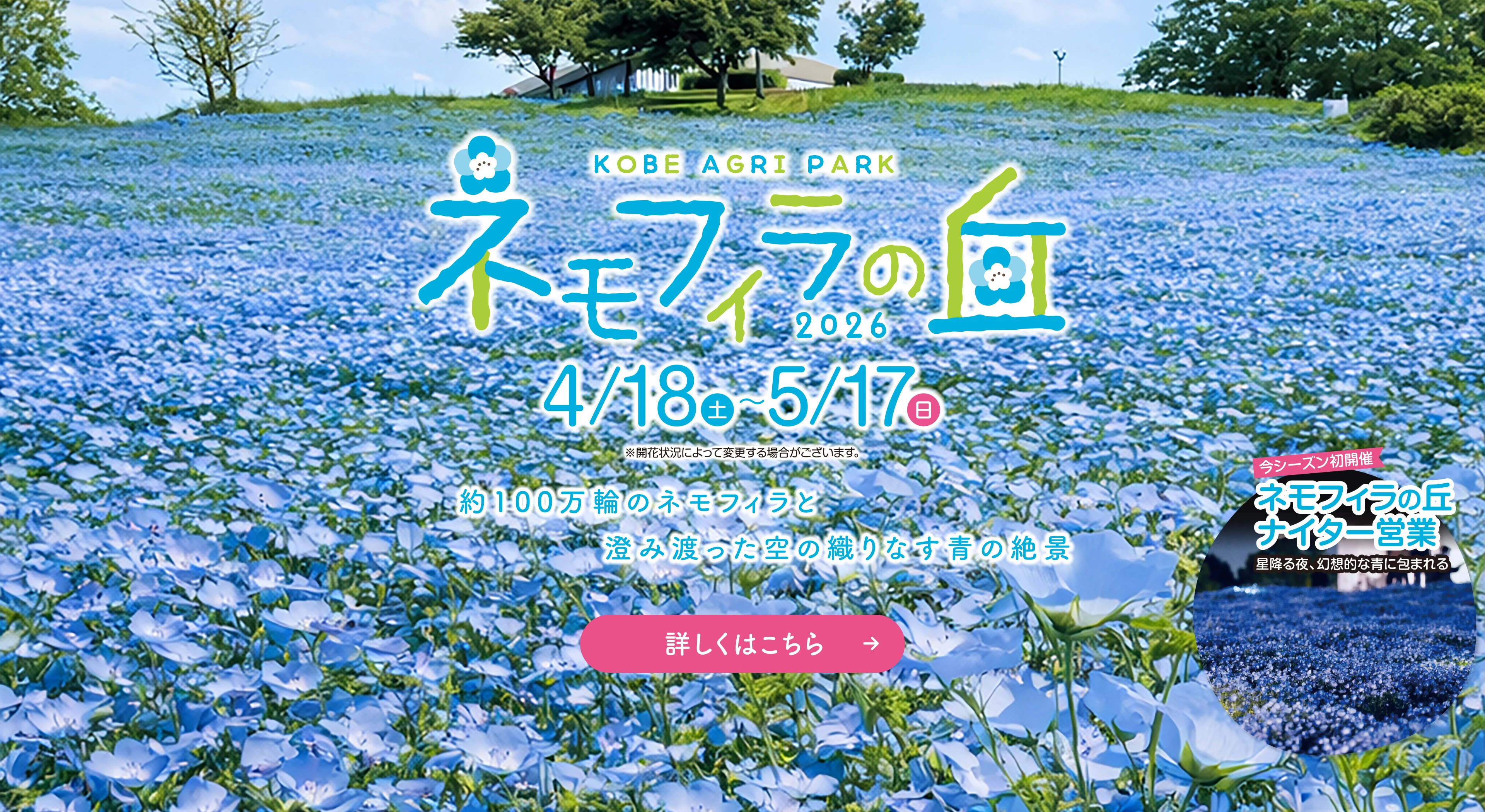 ネモフィラの丘2026 ネモフィラの丘2026